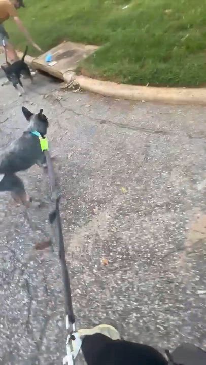 Enlarge Charlie Bleu, a Adoptable mixed breed in Mocksville, NC video 6/6