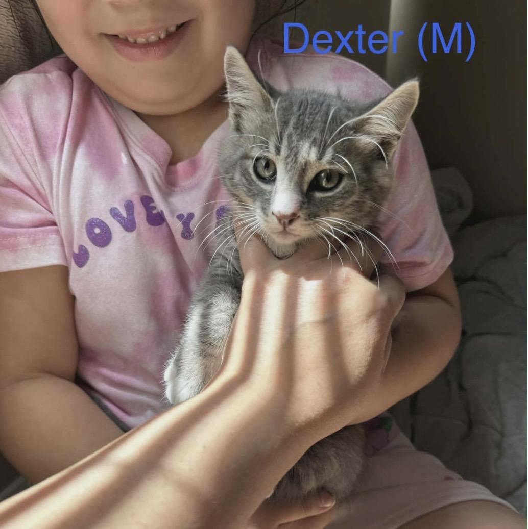Dexter, ADOPTABLE, Kitten Male Domestic Short Hair.