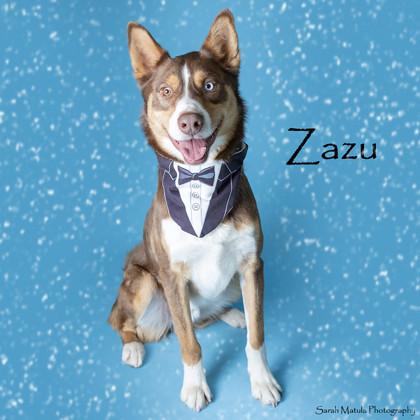 Zazu, Adoptable, Puppy Male Husky & Australian Shepherd.
