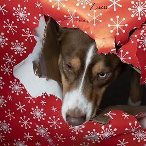 Zazu, a Adoptable mixed breed in Ruidoso, NM image 1/2