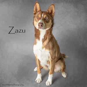Zazu, a Adoptable mixed breed in Ruidoso, NM image 2/2