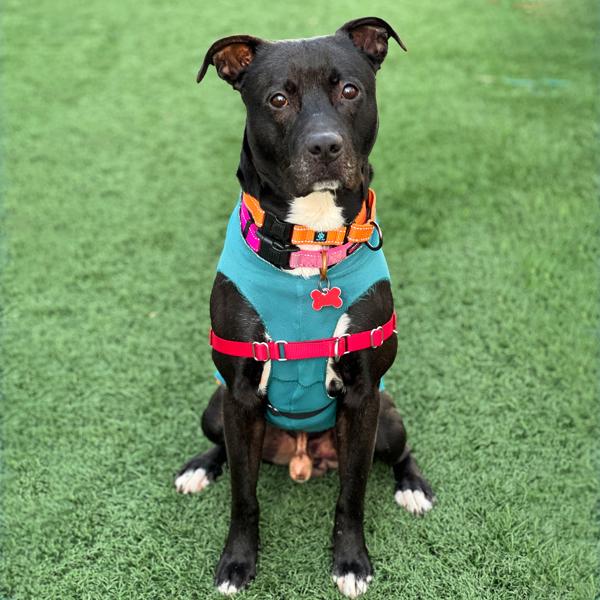 Enlarge Cisco, a Adoptable mixed breed in Vallejo, CA image 1/6