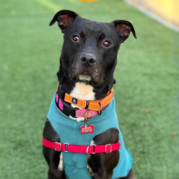 Enlarge Cisco, a Adoptable mixed breed in Vallejo, CA image 2/6