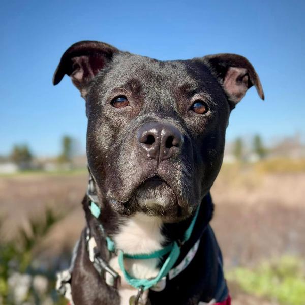 Enlarge Cisco, a Adoptable mixed breed in Vallejo, CA image 3/6