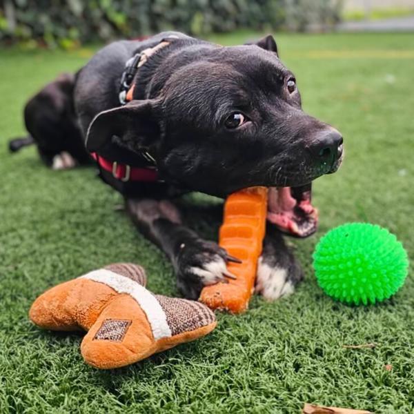 Enlarge Cisco, a Adoptable mixed breed in Vallejo, CA image 4/6