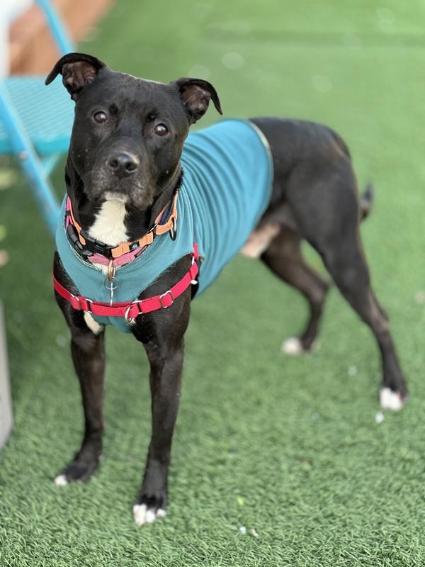 Cisco, a Adoptable mixed breed in Vallejo, CA image 6/6