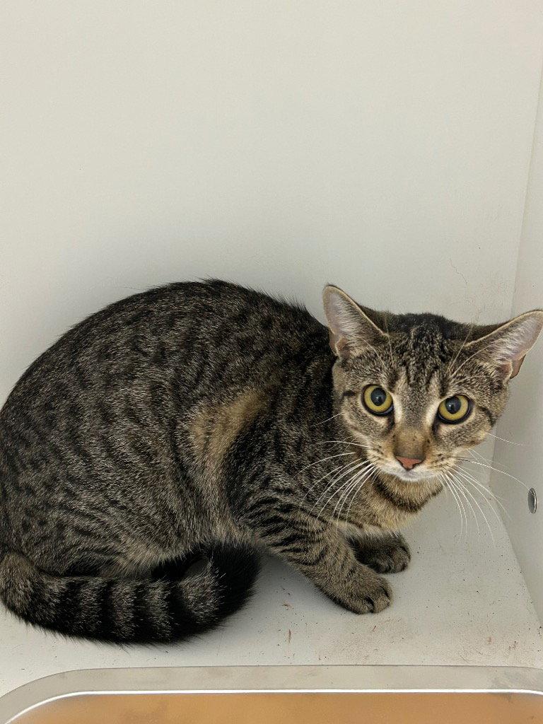 Enlarge 26-379 Chilly, a Adoptable Domestic Short Hair in Tarboro, NC image 1/1