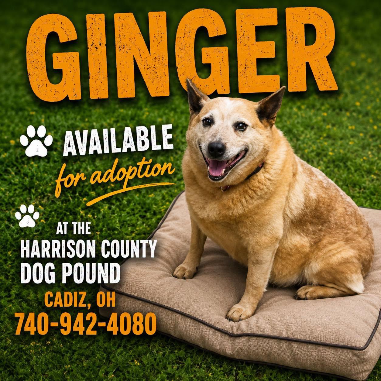 GINGER, an adopted Australian Cattle Dog / Blue Heeler in Cadiz, OH image 1/3
