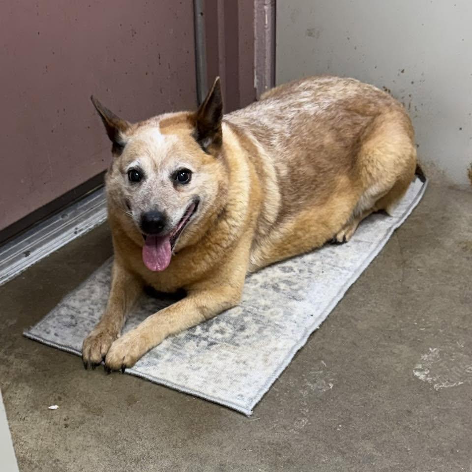 GINGER, an adopted Australian Cattle Dog / Blue Heeler in Cadiz, OH image 2/3