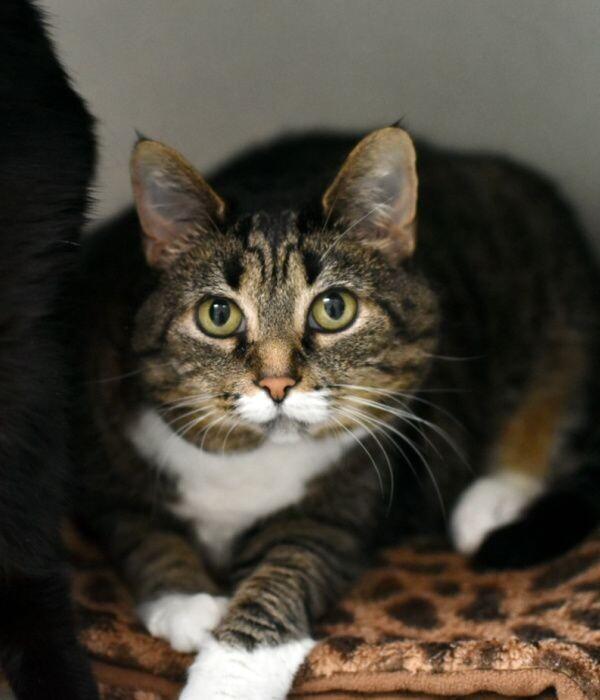 Enlarge Tiger, a Adoptable Domestic Short Hair in Marietta, GA image 2/2