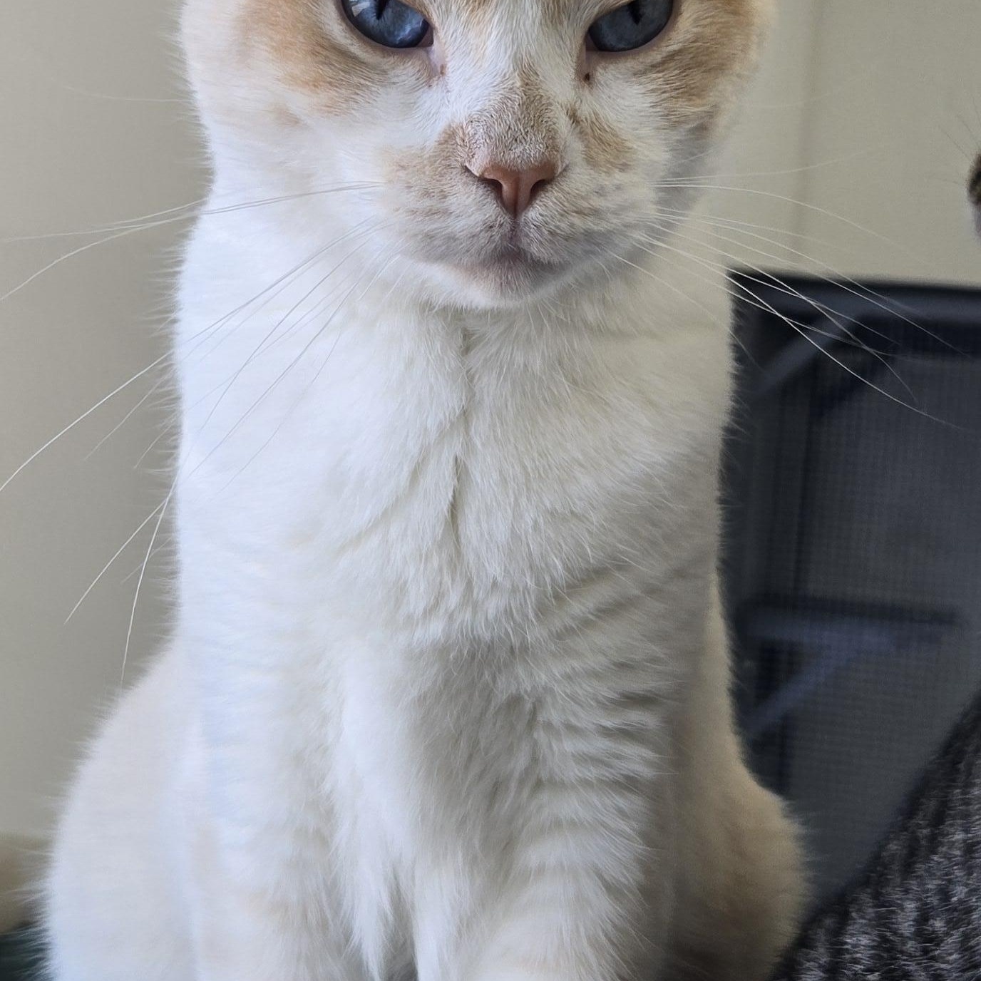 Enlarge Beau, a Adopted Domestic Short Hair in Black River Falls, WI image 2/2