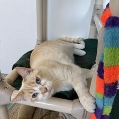 Beau, Adopted, Adult Male Domestic Short Hair.