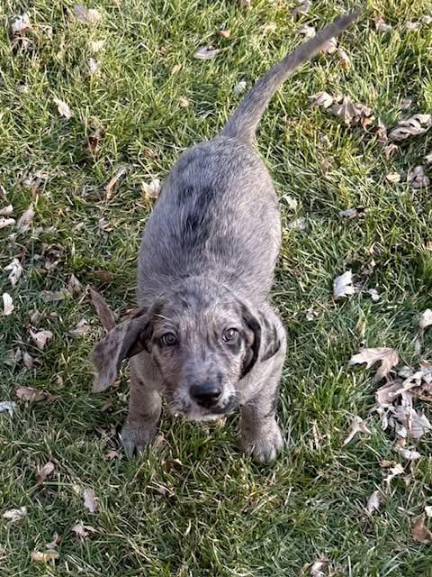 Enlarge Nancy Reagan , an adopted mixed breed in Orland Park, IL image 4/4