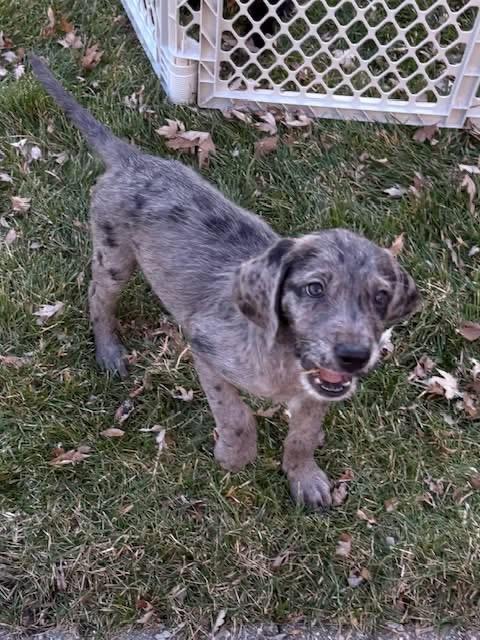 Enlarge Nancy Reagan , an adopted mixed breed in Orland Park, IL image 3/4