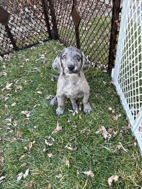 Enlarge Nancy Reagan , an adopted mixed breed in Orland Park, IL image 1/4