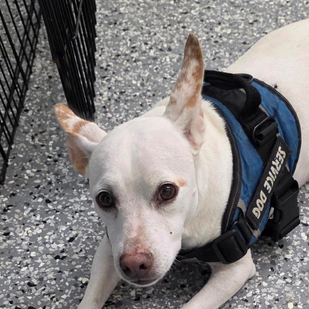 Enlarge Pearl, a Adoptable mixed breed in Bronson, FL image 1/1