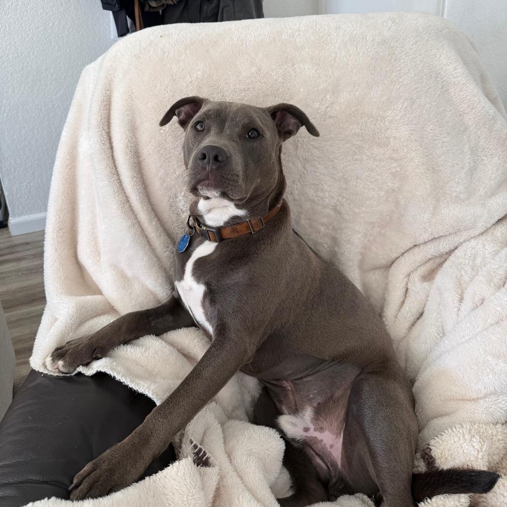 Enlarge Chance, a Adoptable Pit Bull Terrier in Sacramento, CA image 1/4