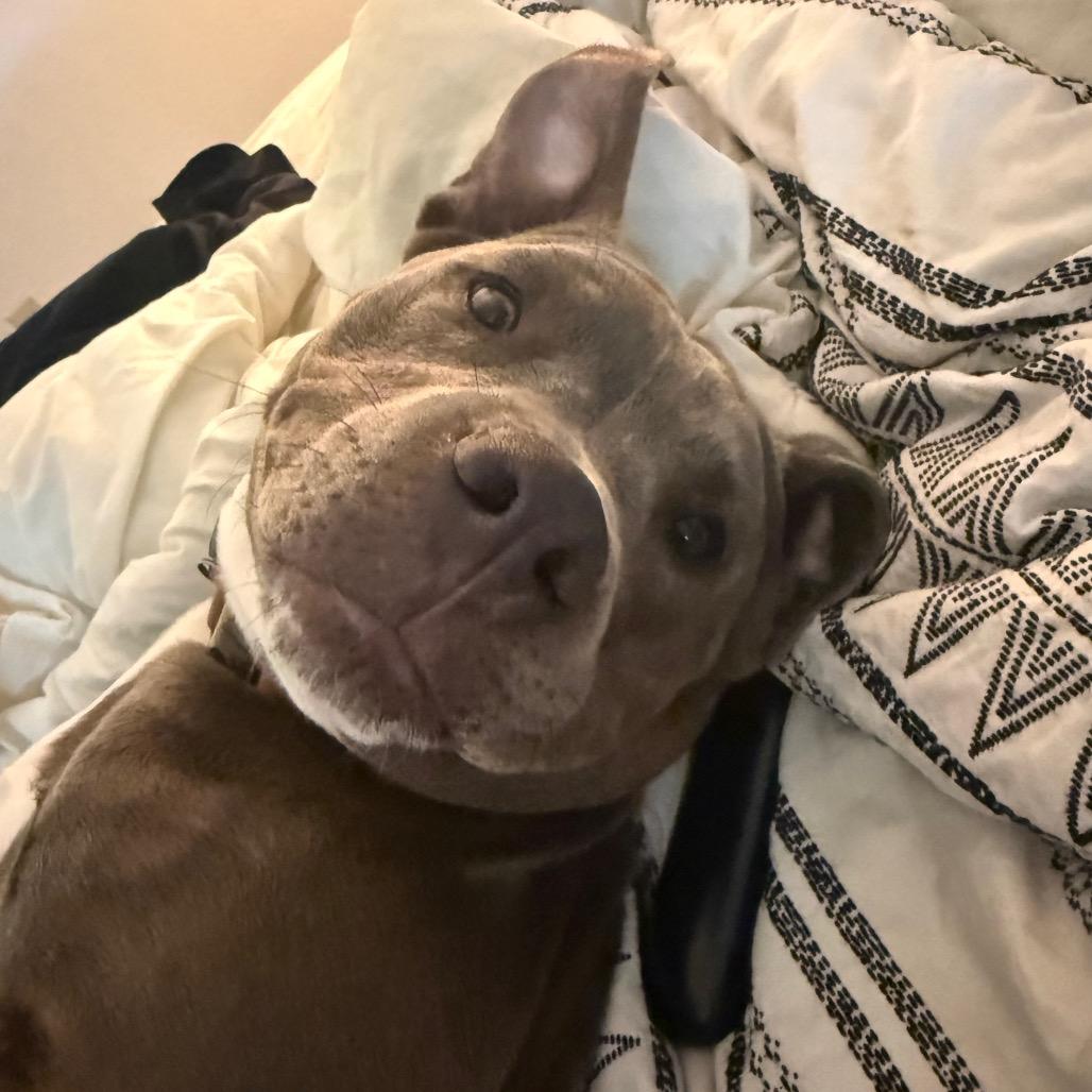 Enlarge Chance, a Adoptable Pit Bull Terrier in Sacramento, CA image 2/4