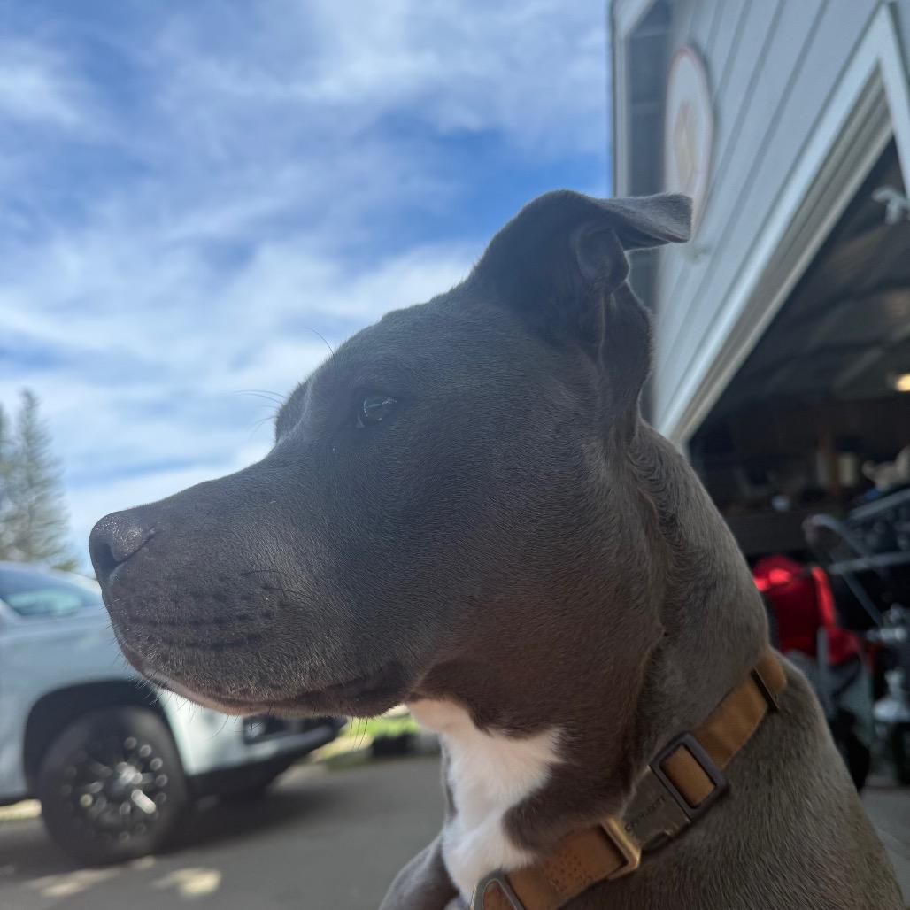 Enlarge Chance, a Adoptable Pit Bull Terrier in Sacramento, CA image 3/4