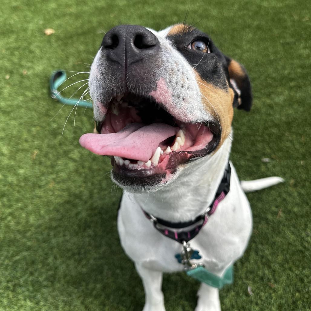 Foxie Brown, Adoptable, Young Female Pit Bull Terrier & Labrador Retriever.