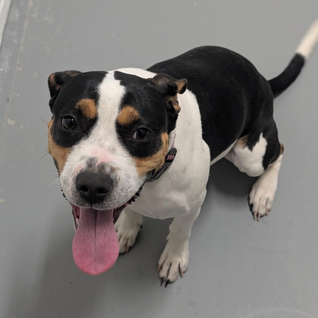 Enlarge Foxie Brown, a Adoptable mixed breed in Troy, VA image 3/6