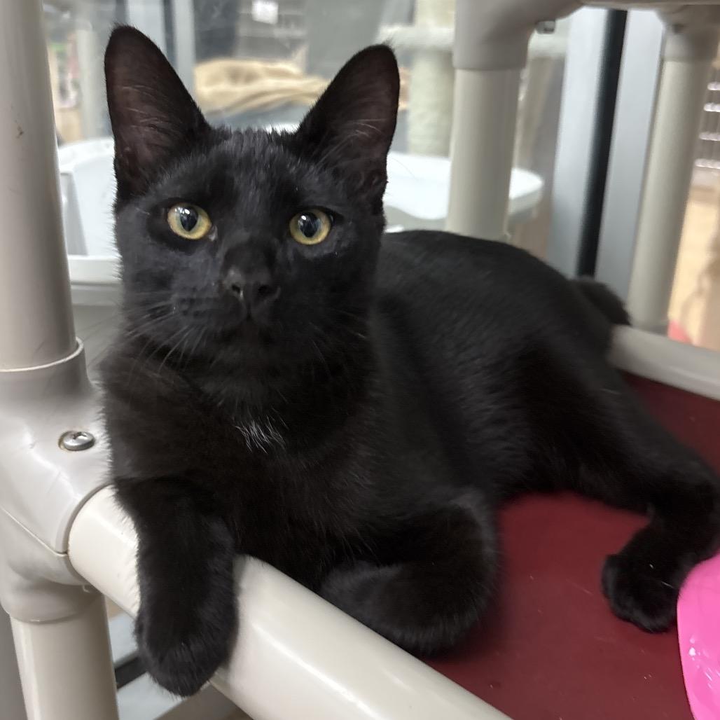 Shadow, Adoptable, Kitten Male Domestic Short Hair.