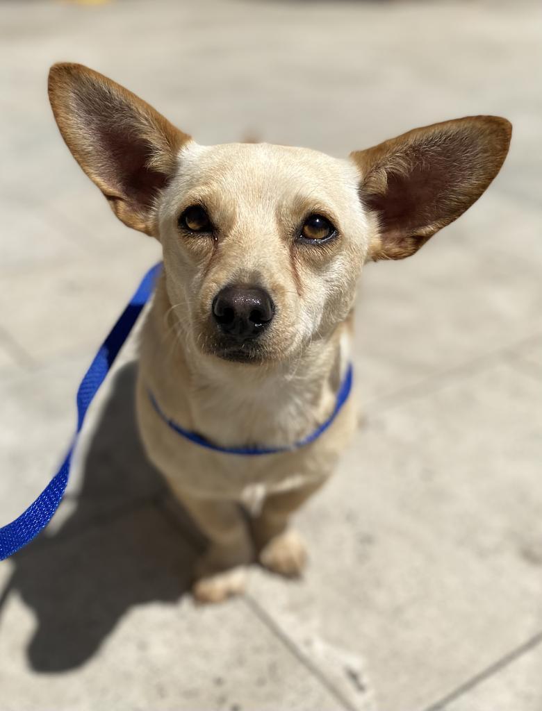 Enlarge Earbo, a Adoptable mixed breed in Thousand Oaks, CA image 1/1