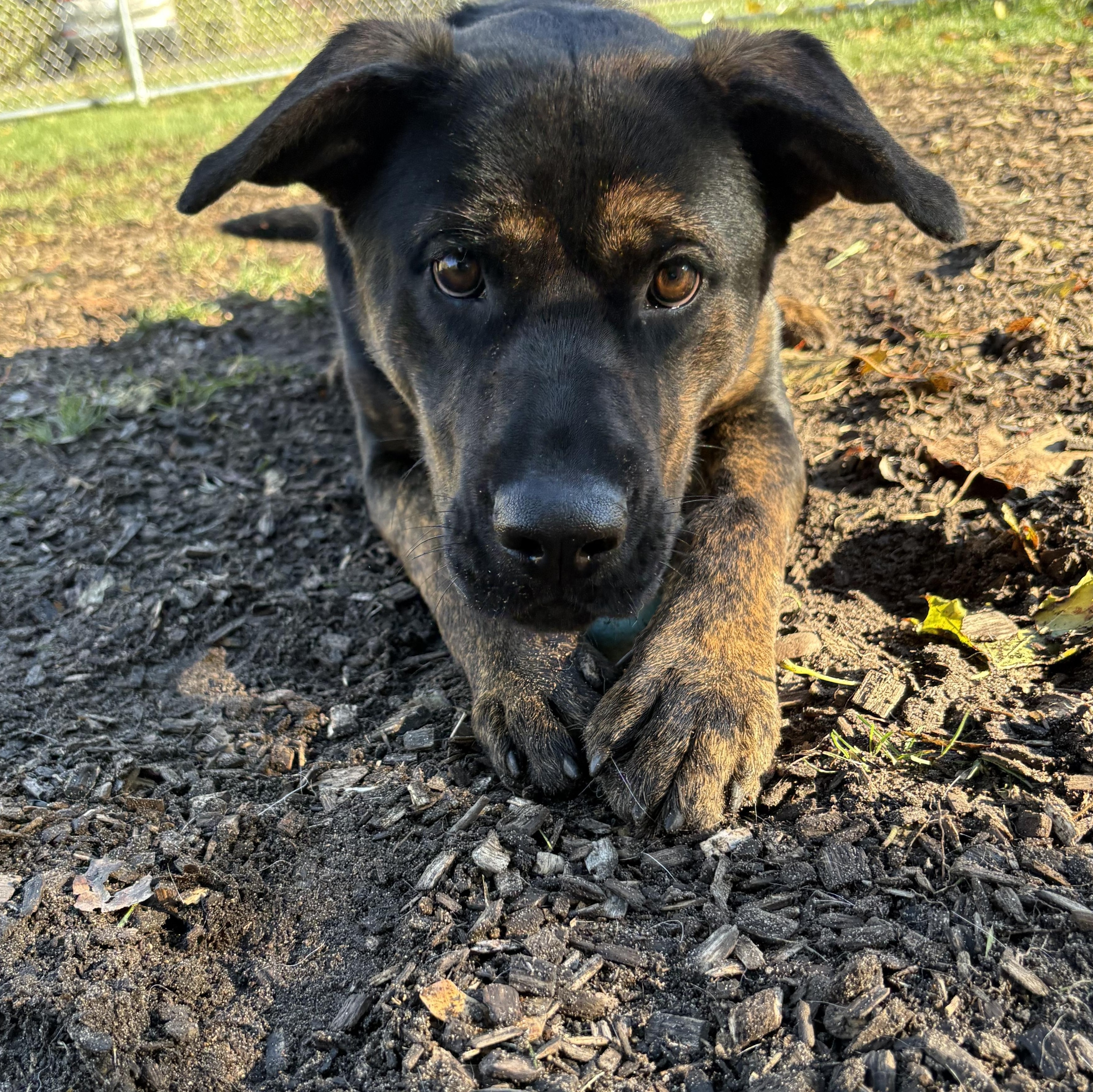 Buffy — thumbnail 2