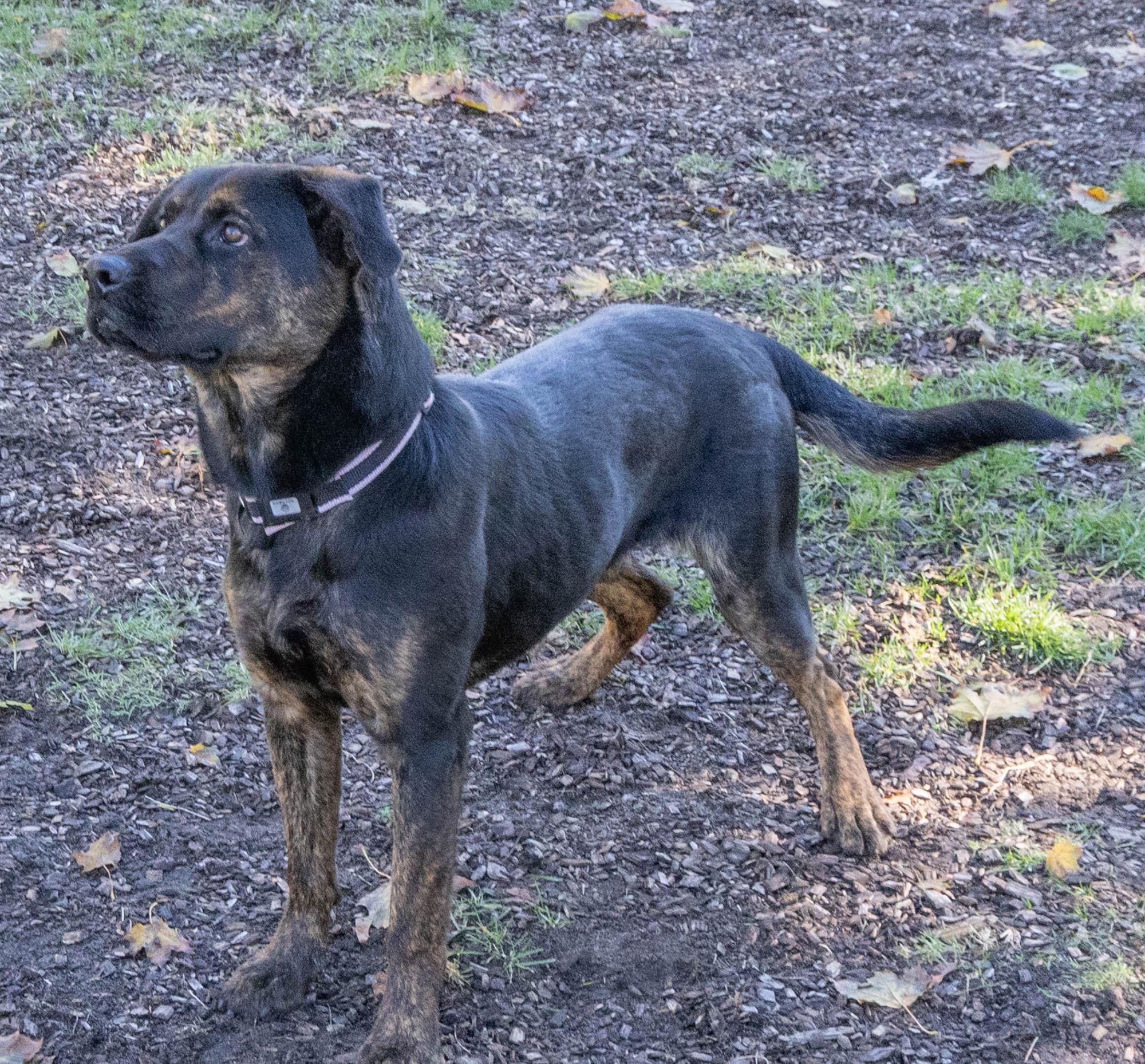 Buffy — thumbnail 5