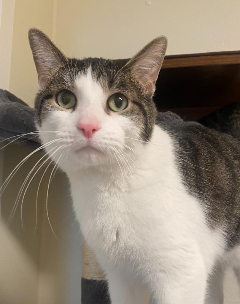 Berlioz, Adoptable, Adult Male Domestic Short Hair.