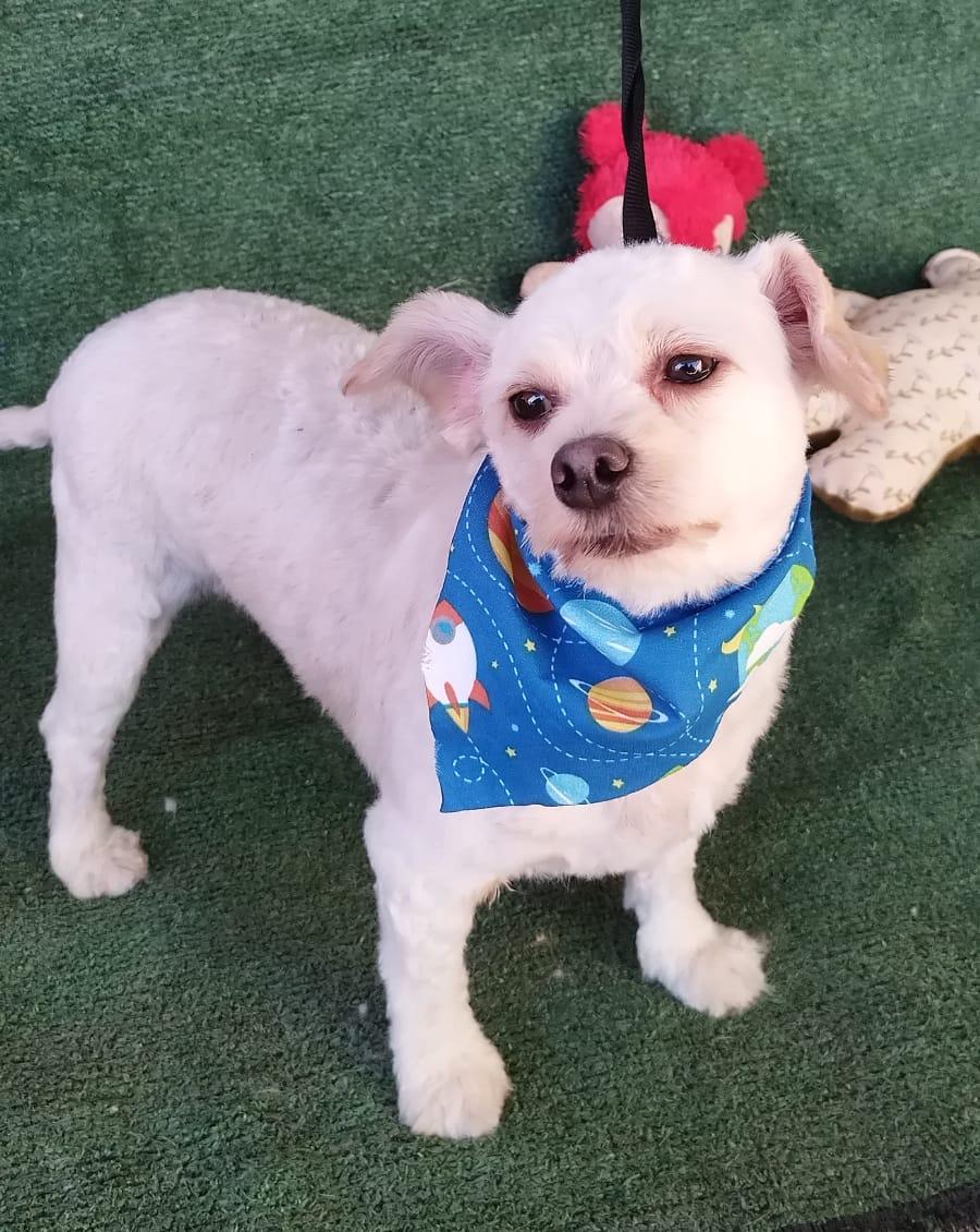 Marcos, Adoptable, Adult Male Poodle.