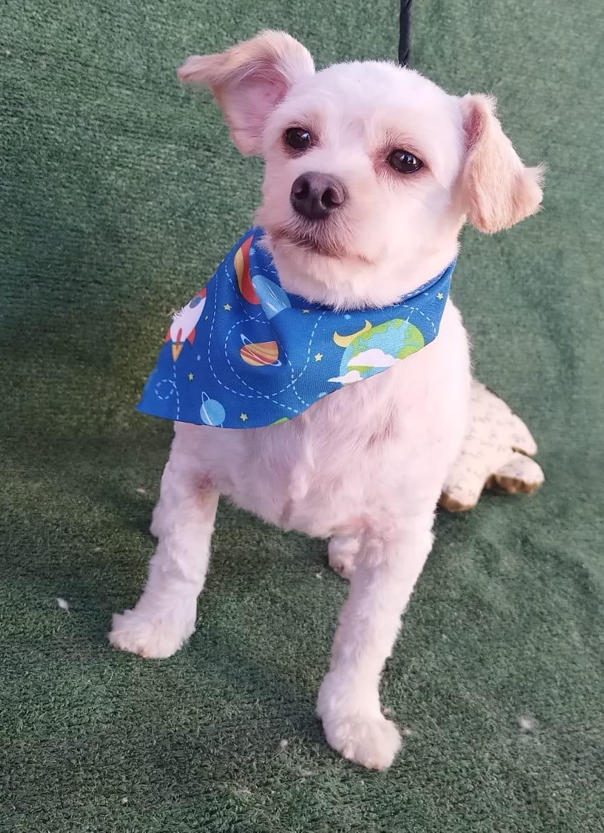 Enlarge Marcos, a Adoptable mixed breed in Los Angeles, CA image 3/3