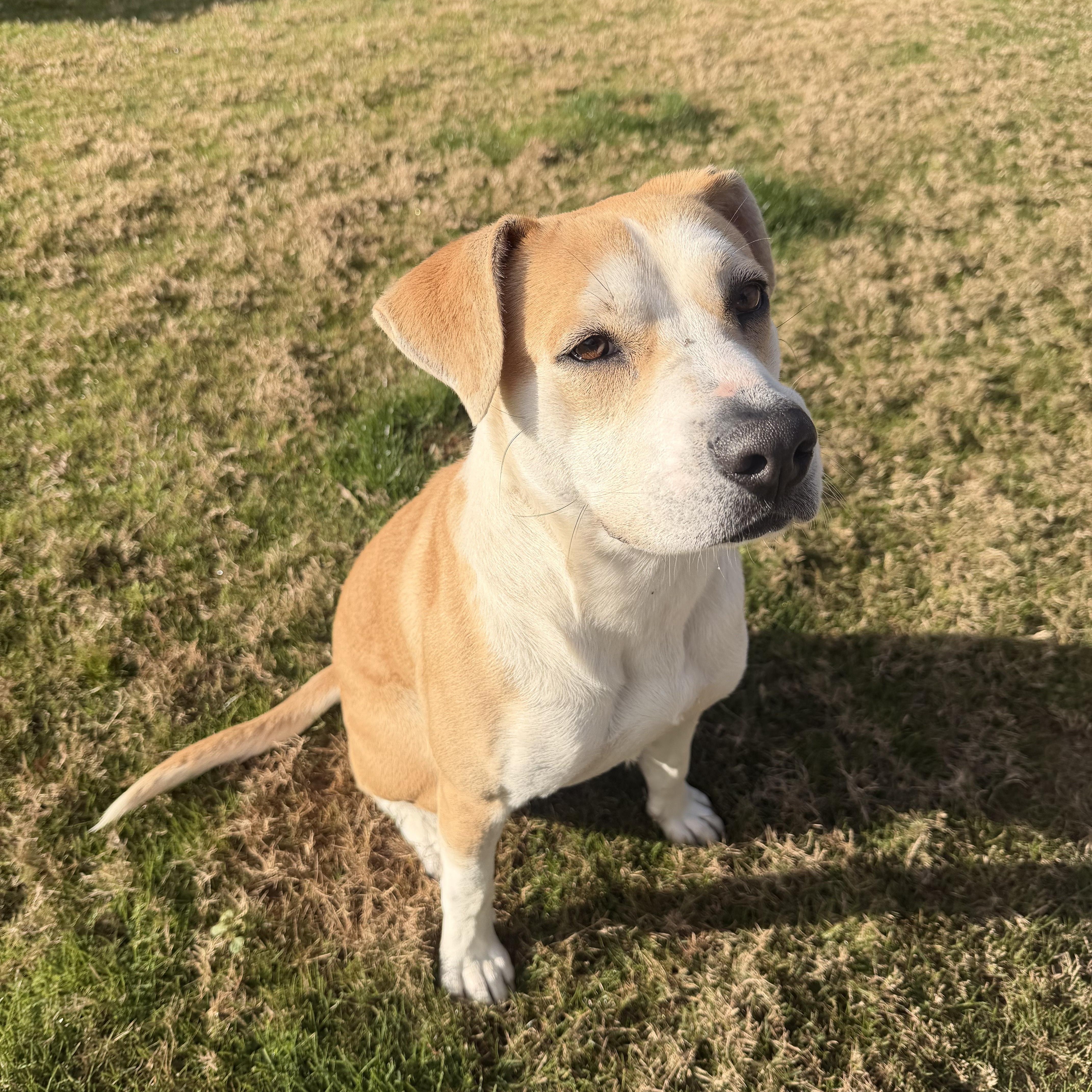 Enlarge Phil, an adopted mixed breed in Daphne, AL image 4/4