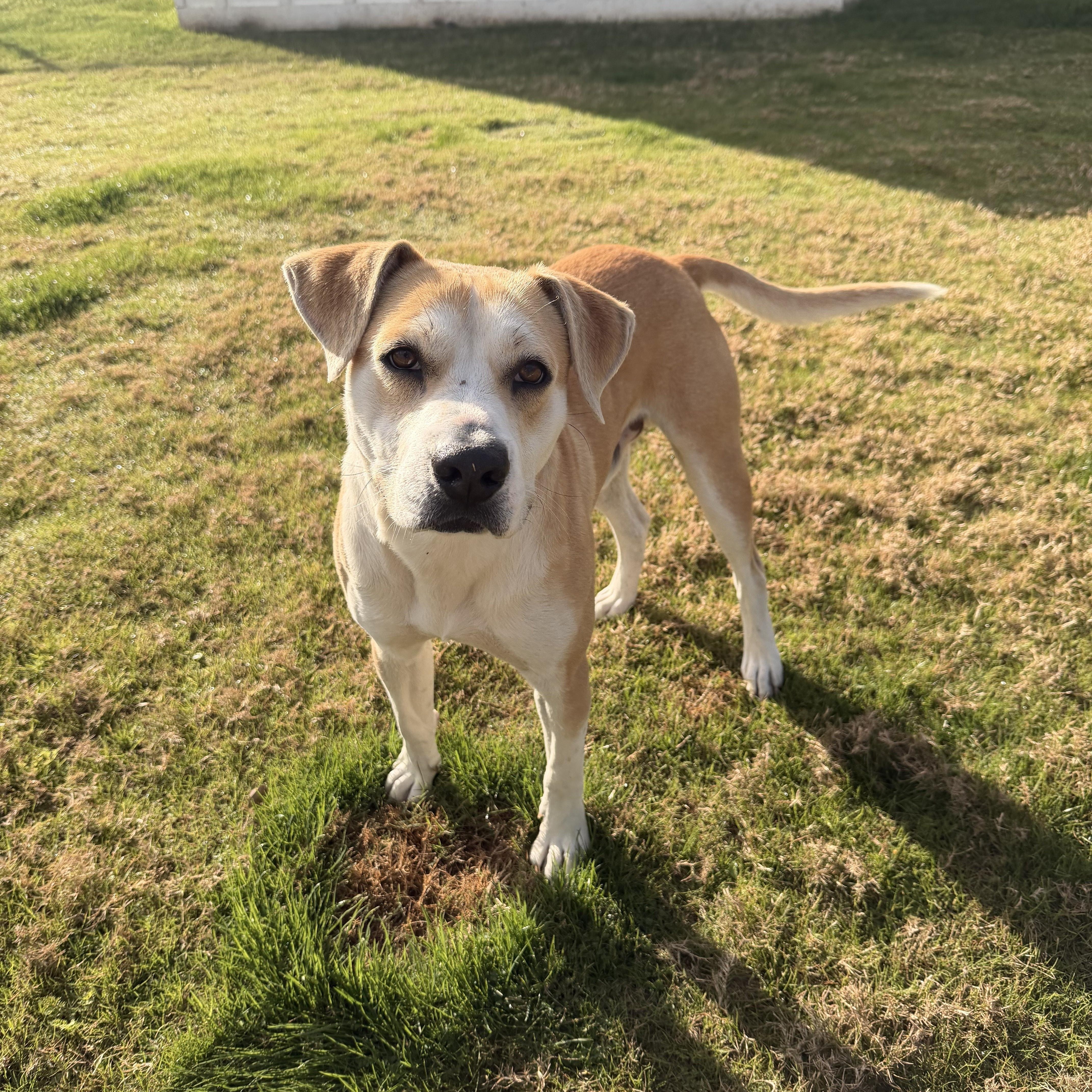 Enlarge Phil, an adopted mixed breed in Daphne, AL image 2/4