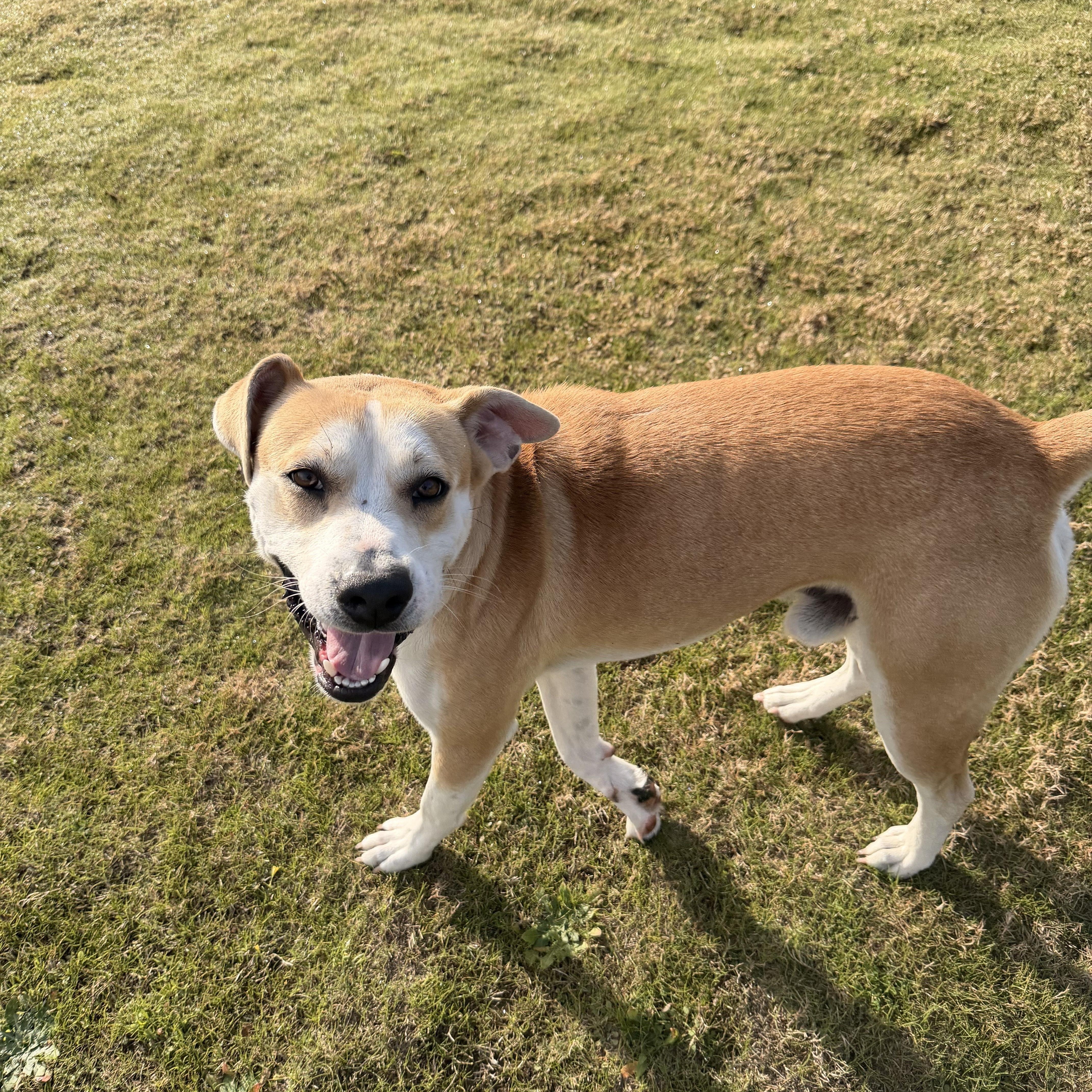 Enlarge Phil, an adopted mixed breed in Daphne, AL image 3/4