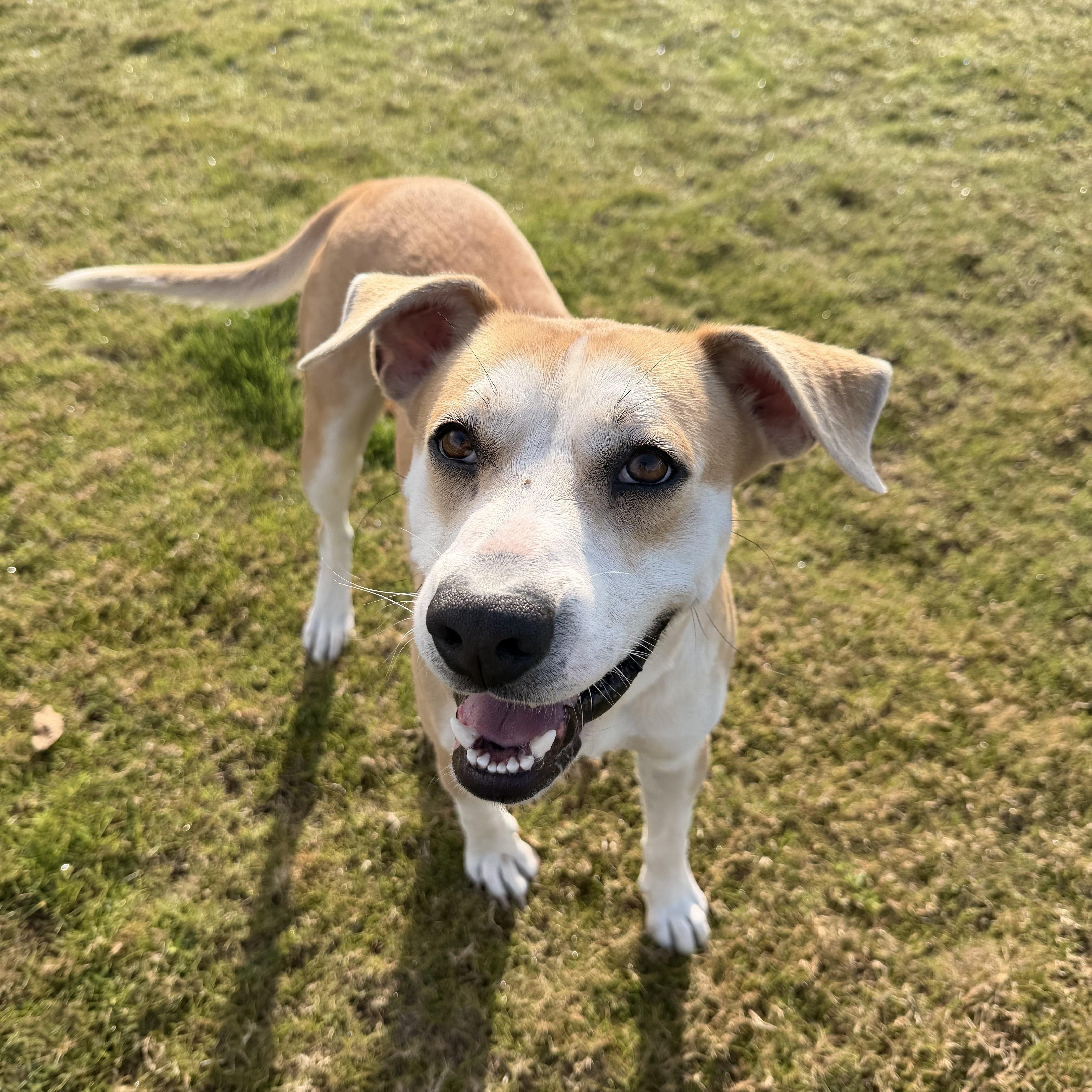 Phil, adopted, Young Male Labrador Retriever.