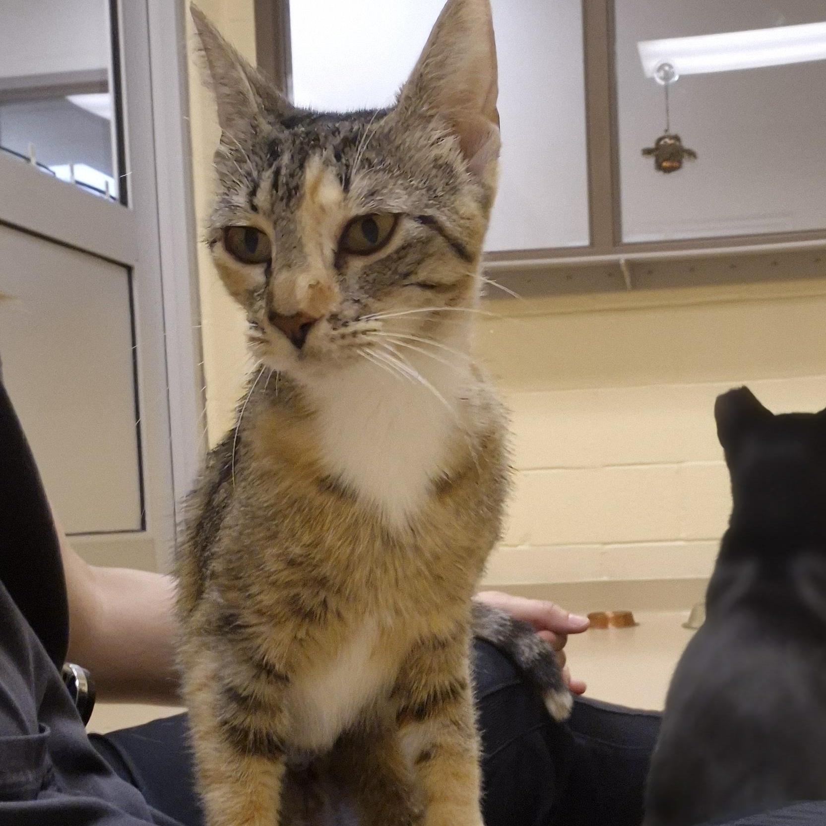 Enlarge Loita, a ADOPTABLE Domestic Short Hair in Schertz, TX image 3/4