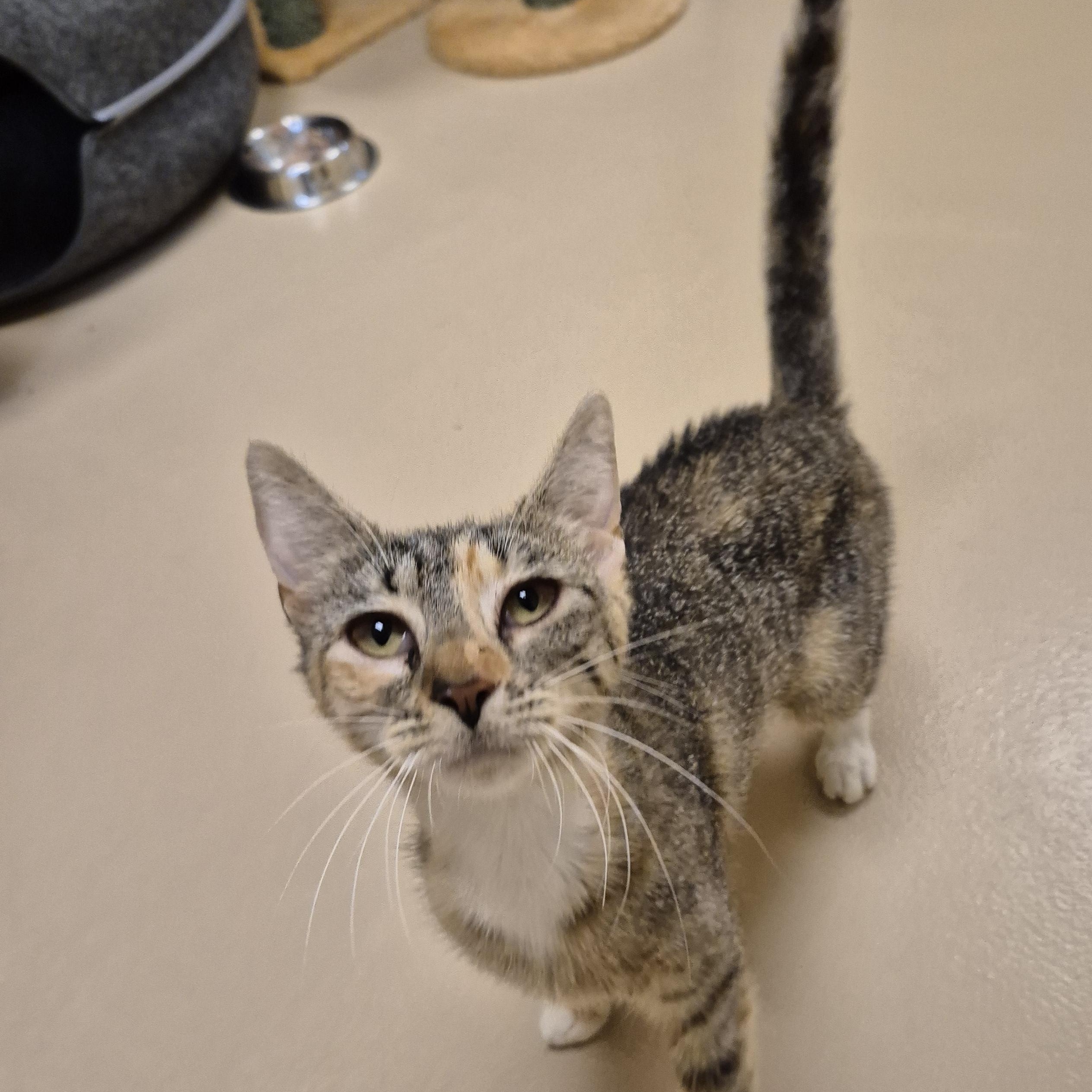 Enlarge Loita, a ADOPTABLE Domestic Short Hair in Schertz, TX image 1/4
