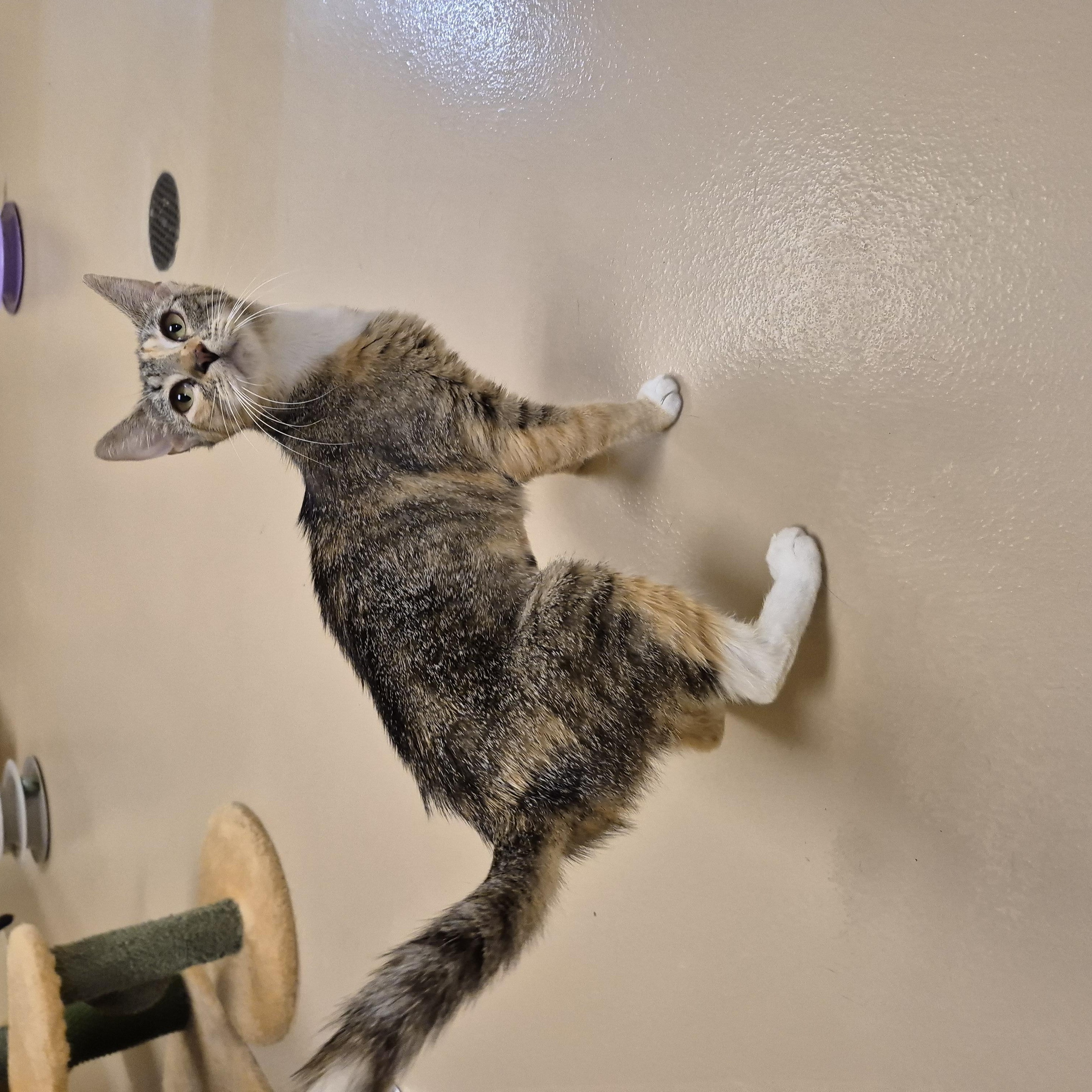 Enlarge Loita, a ADOPTABLE Domestic Short Hair in Schertz, TX image 4/4
