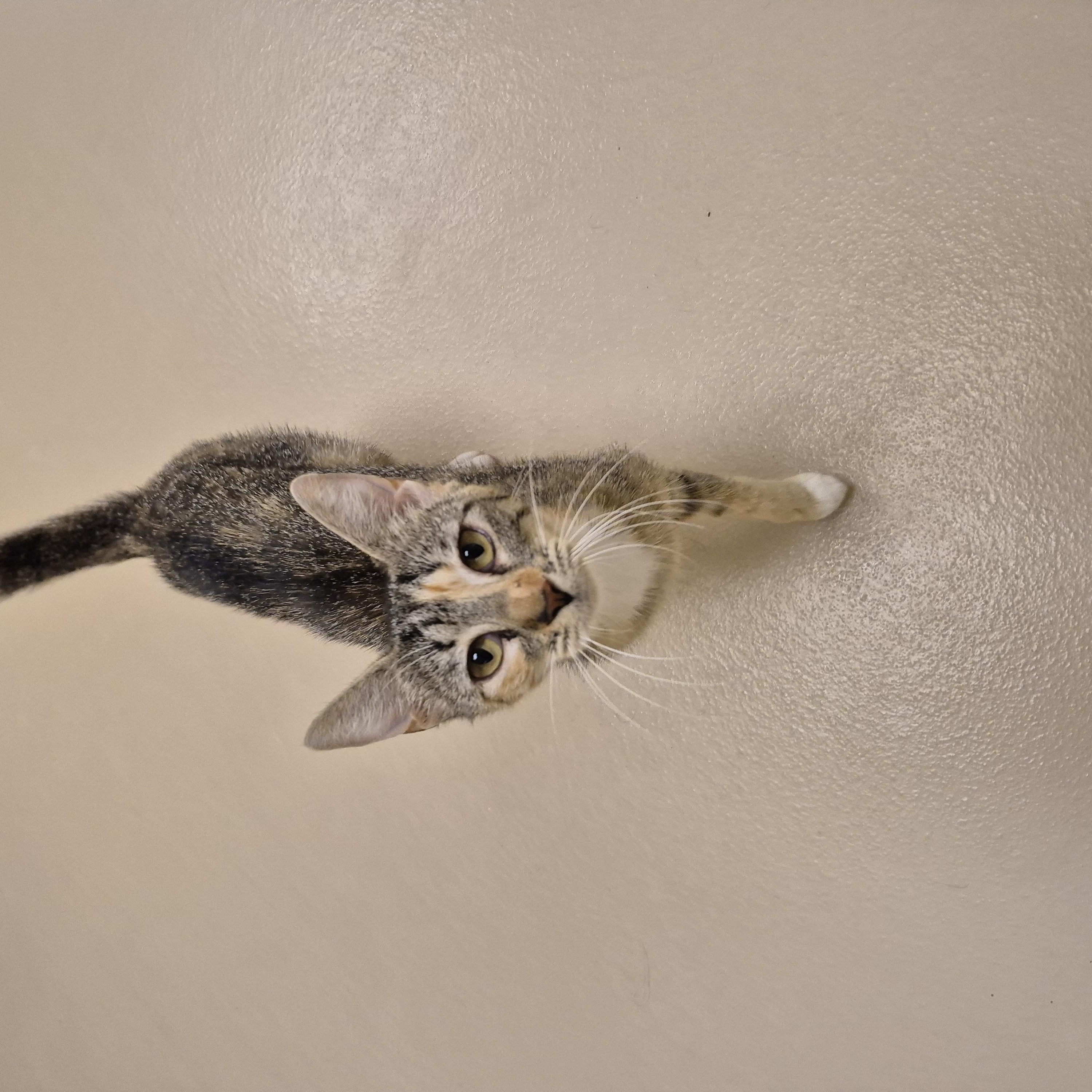 Enlarge Loita, a ADOPTABLE Domestic Short Hair in Schertz, TX image 2/4