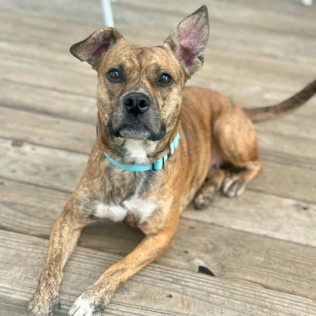 Enlarge Tori, a ADOPTABLE mixed breed in Mead, CO image 3/6