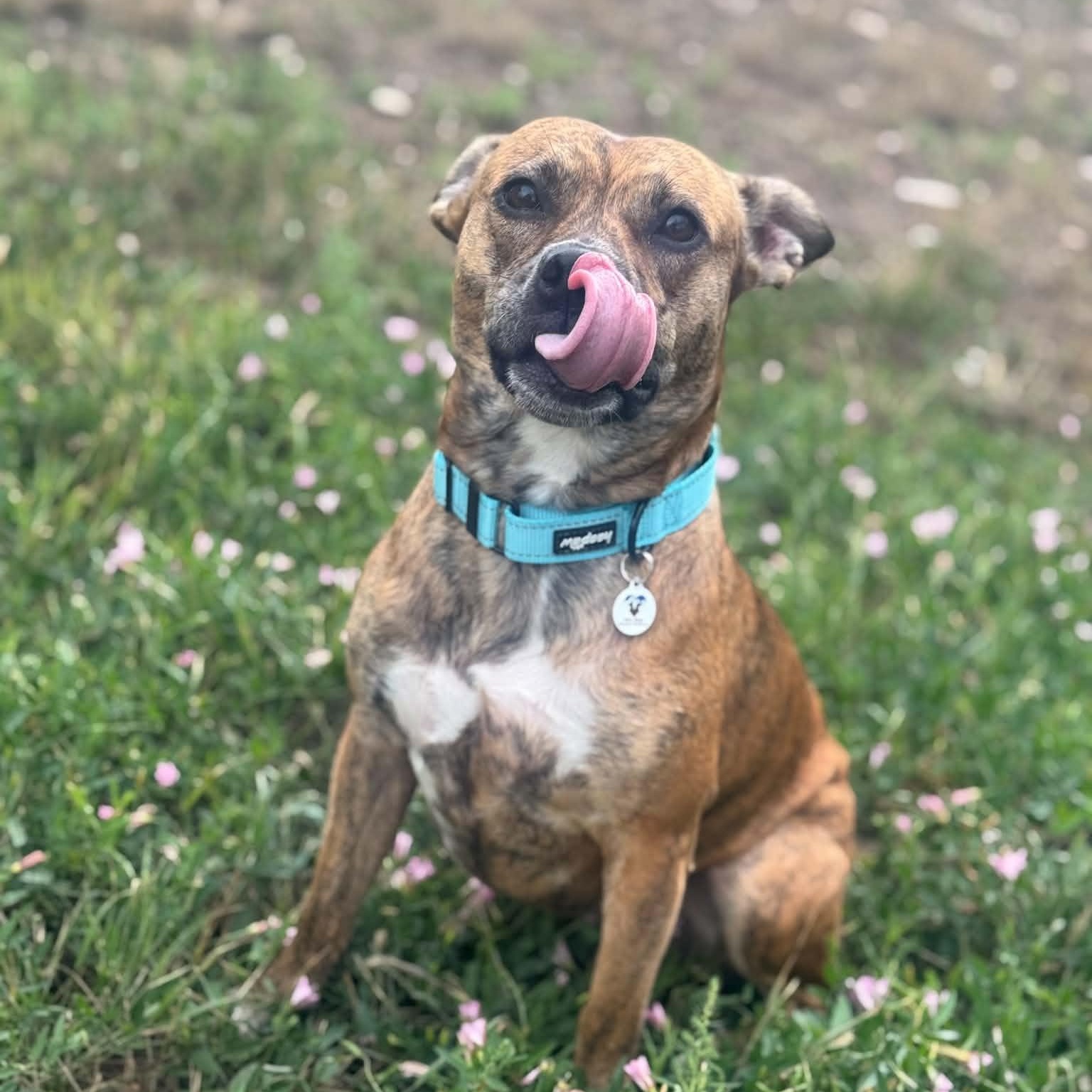 Enlarge Tori, a ADOPTABLE mixed breed in Mead, CO image 2/6