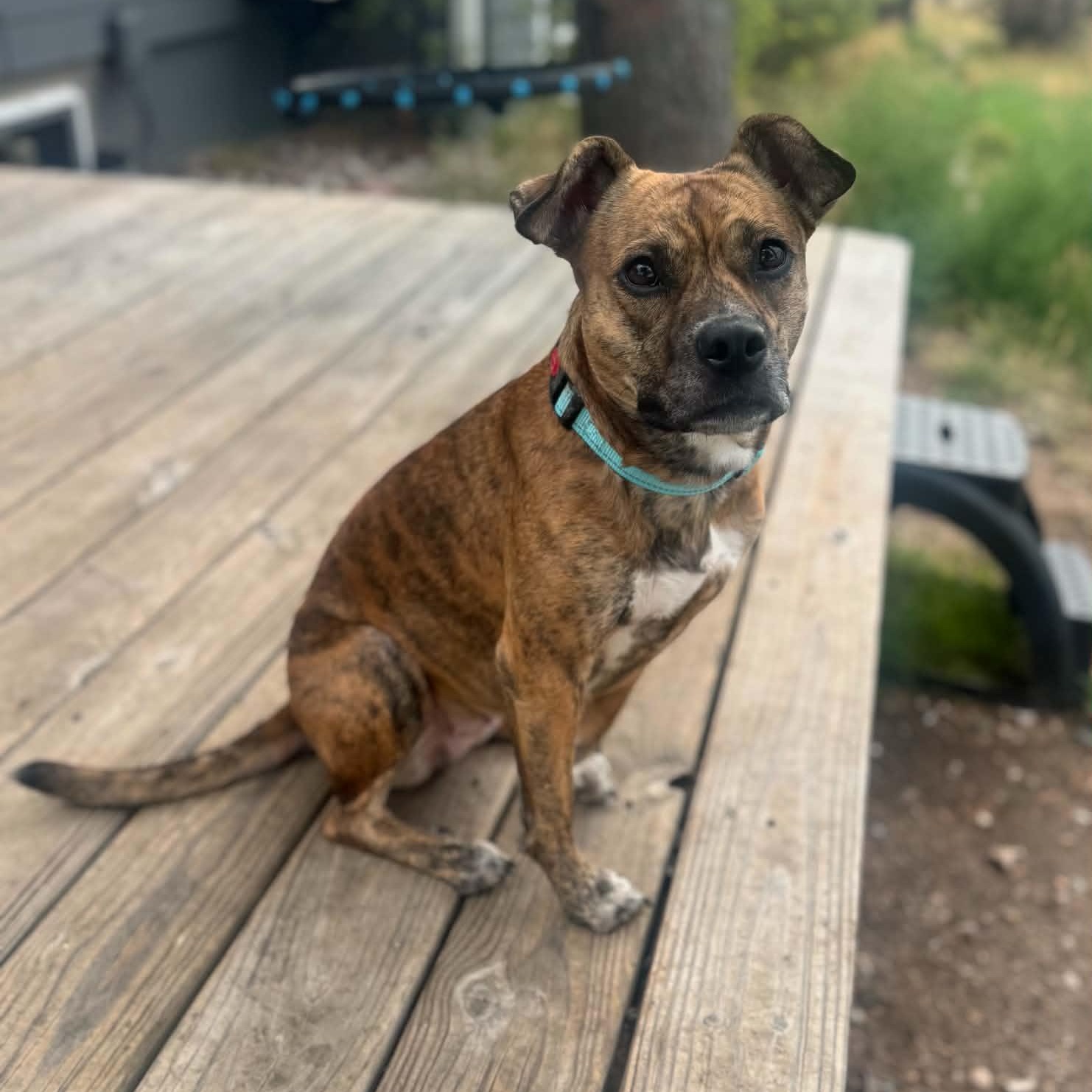 Enlarge Tori, a ADOPTABLE mixed breed in Mead, CO image 5/6