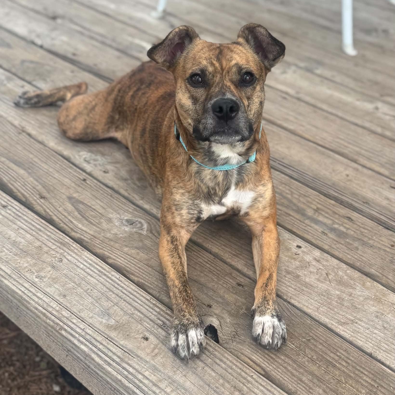 Tori, ADOPTABLE, Young Female Pit Bull Terrier.