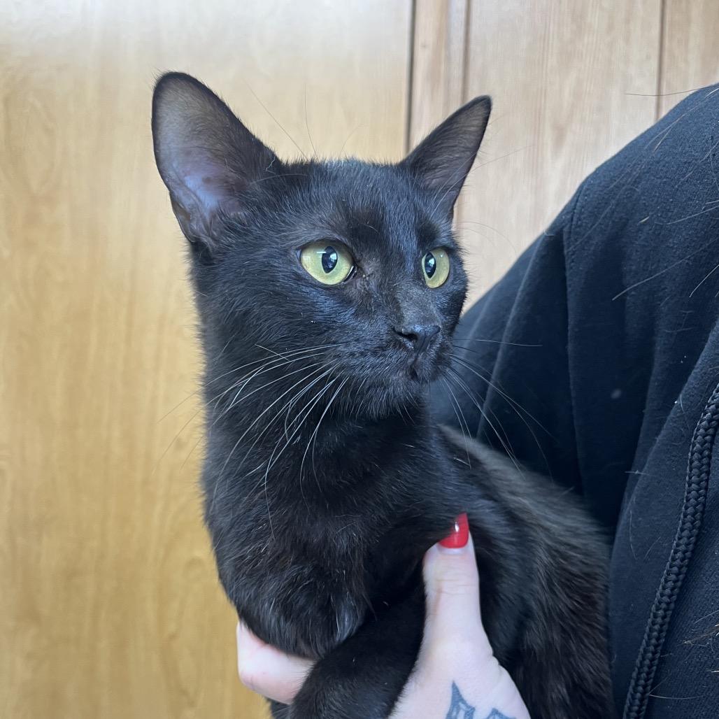 Enlarge Judy Garland, a Adoptable Domestic Short Hair in Enfield, NH image 1/1