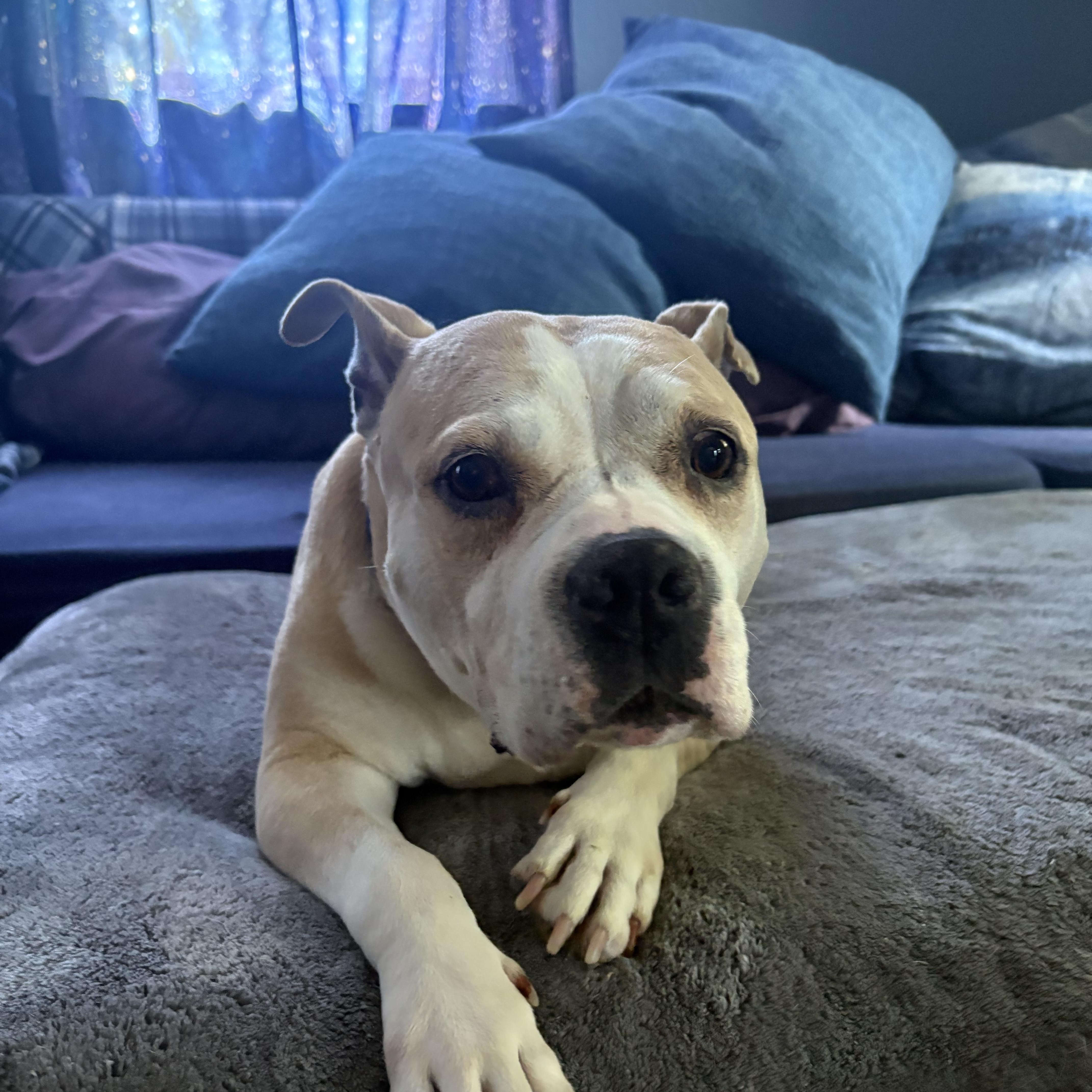 Enlarge Dumpling, a ADOPTABLE mixed breed in Whitewater, WI image 3/5