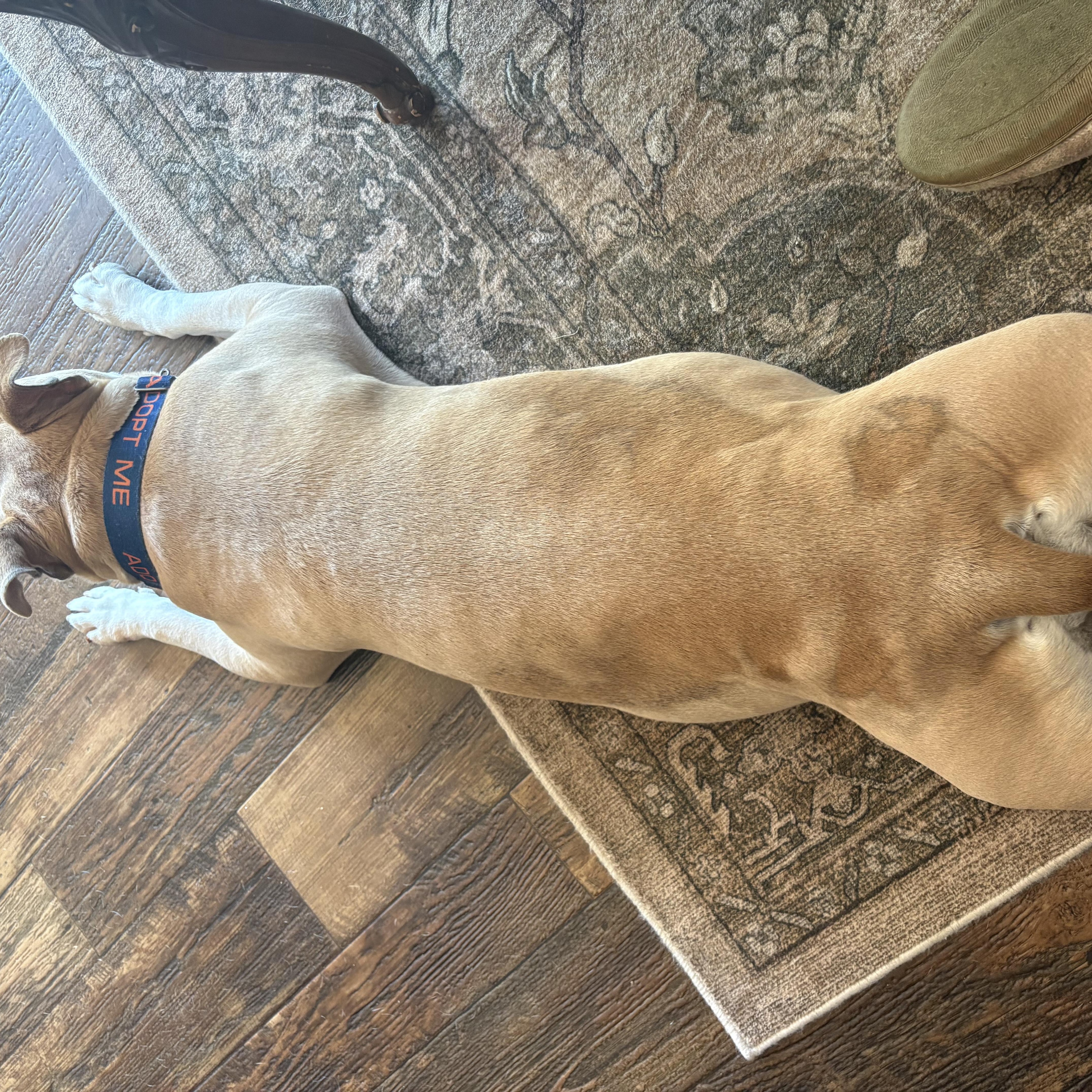 Enlarge Dumpling, a ADOPTABLE mixed breed in Whitewater, WI image 4/5