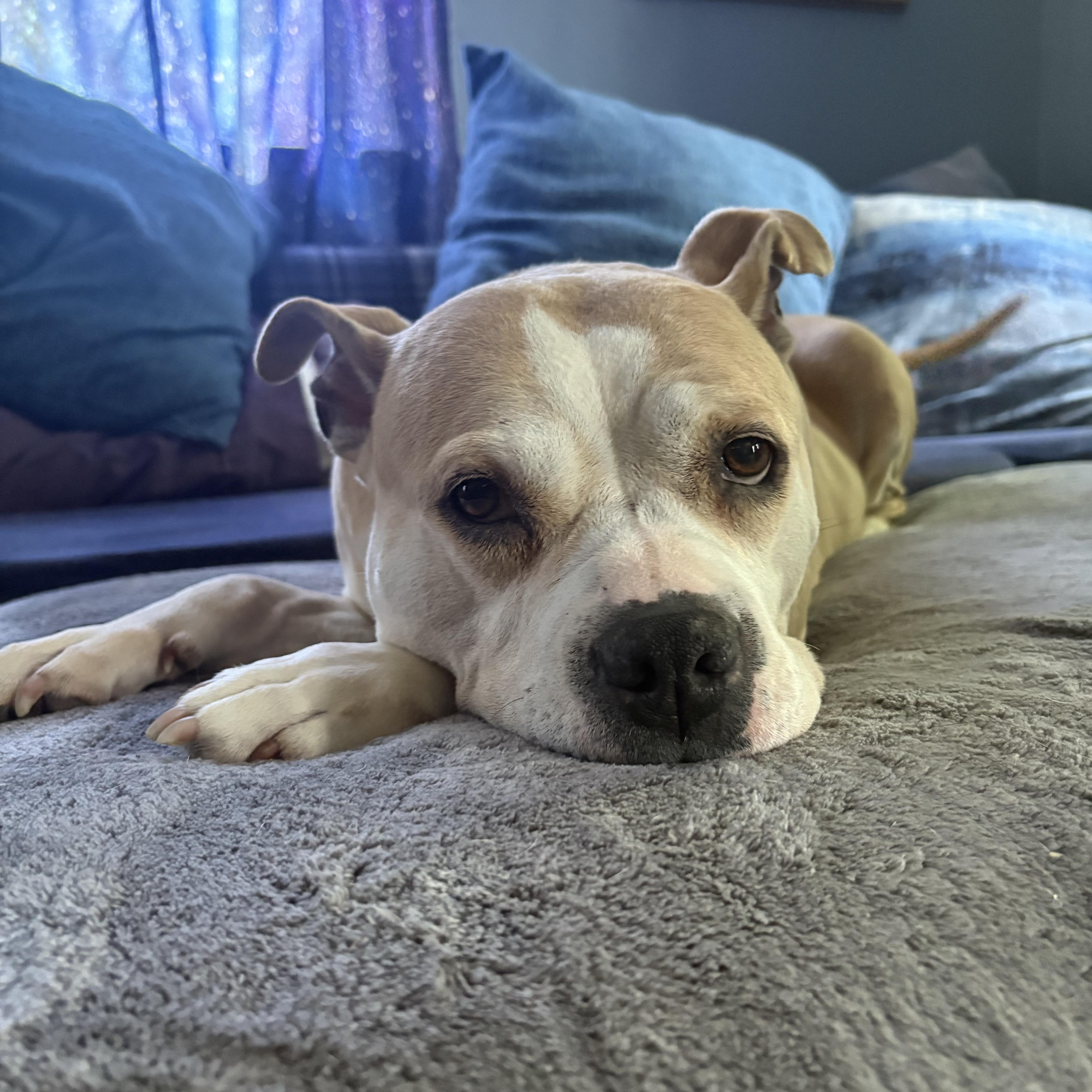 Dumpling, ADOPTABLE, Adult Female American Bully.