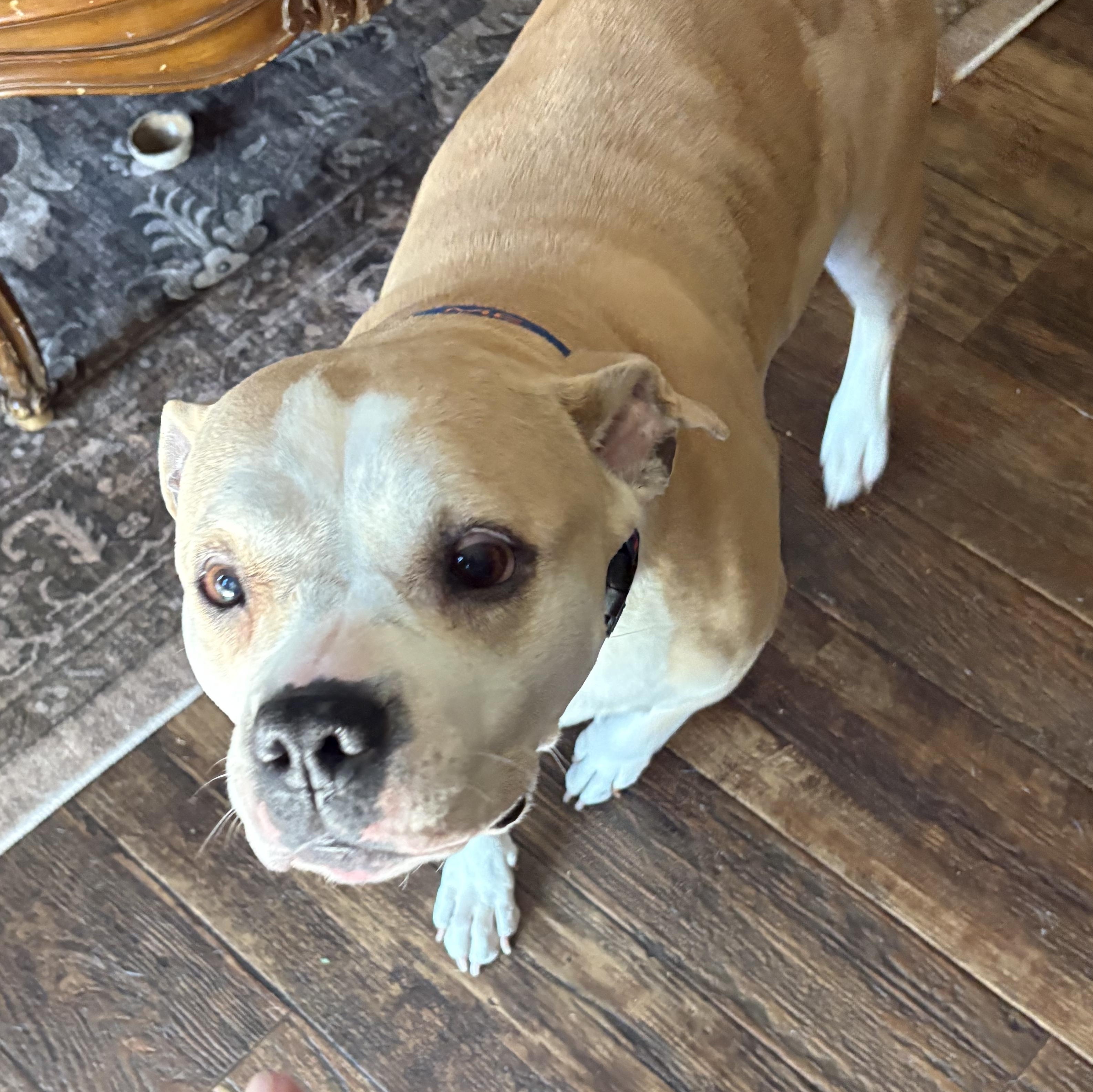 Enlarge Dumpling, a ADOPTABLE mixed breed in Whitewater, WI image 2/5