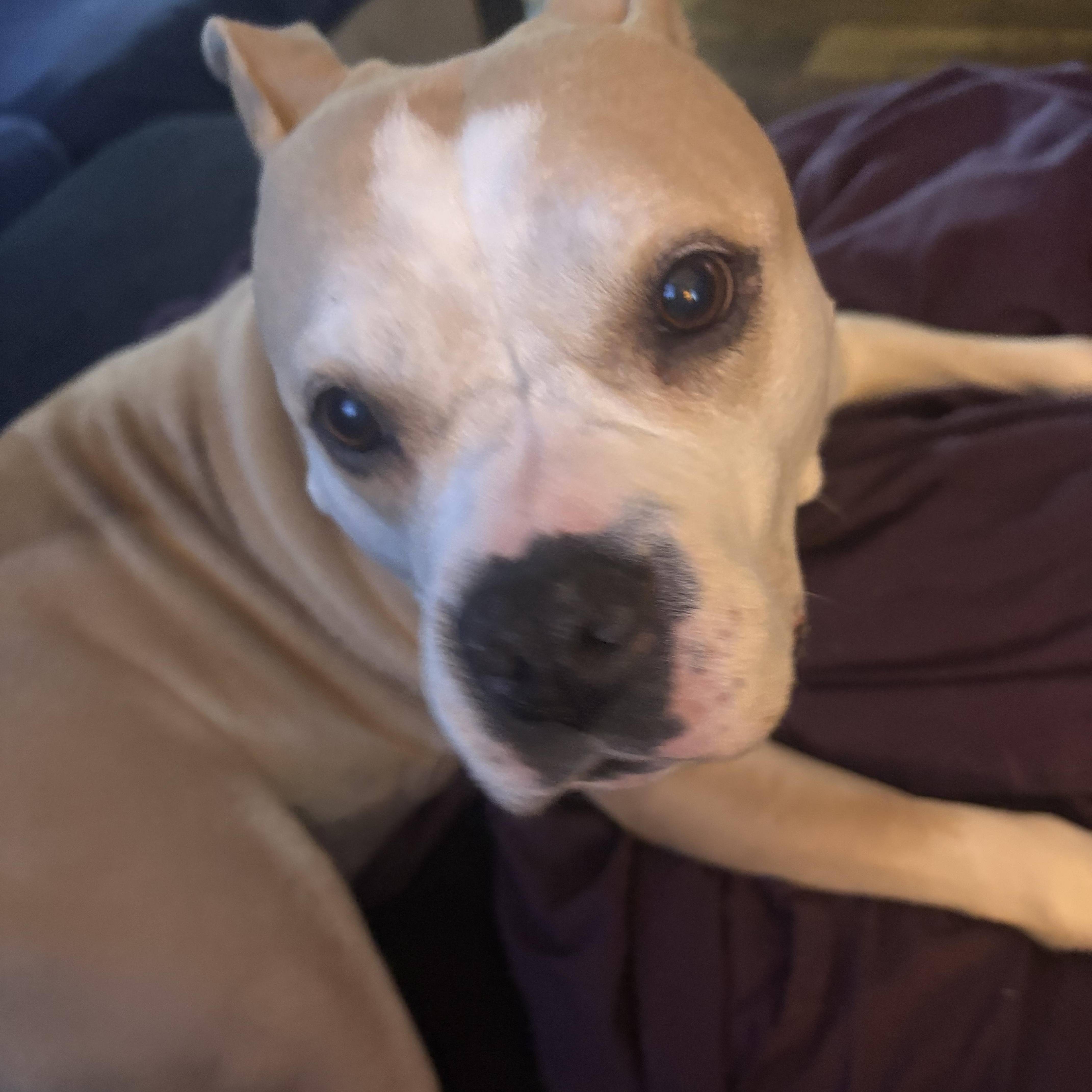 Enlarge Dumpling, a ADOPTABLE mixed breed in Whitewater, WI image 5/5